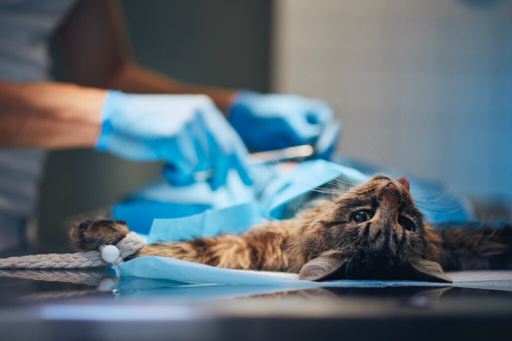 Cat in animal clinic