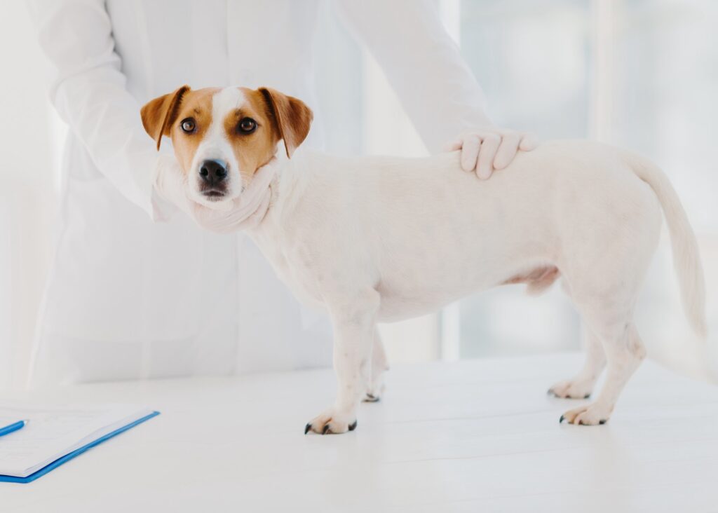 Professional vet doctor examines sick pedigree dog in clinic